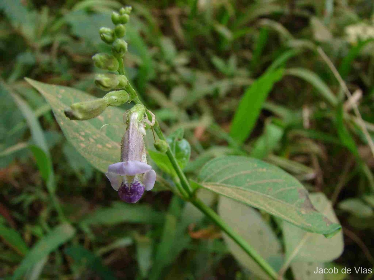 Asystasia variabilis (Nees) Trimen